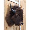 Image 4 : American Bison Buffalo Shoulder Mount Taxidermy
