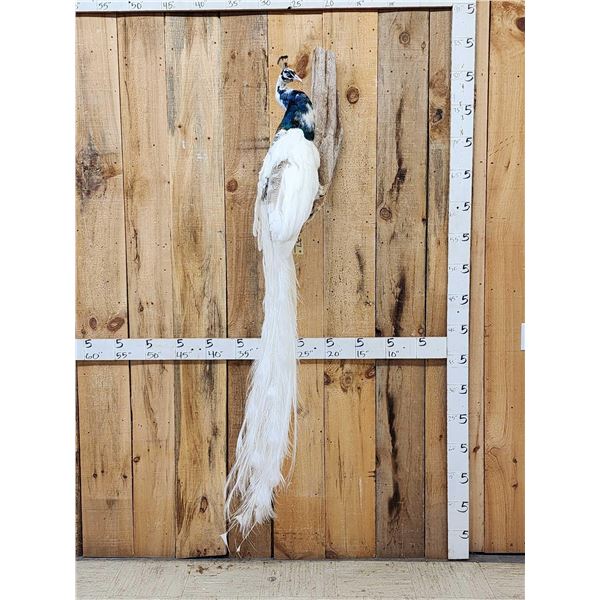 Pied Peacock Full Body Bird Taxidermy
