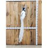 Image 1 : Pied Peacock Full Body Bird Taxidermy