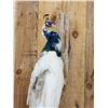 Image 2 : Pied Peacock Full Body Bird Taxidermy