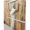 Image 4 : Pied Peacock Full Body Bird Taxidermy