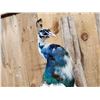 Image 5 : Pied Peacock Full Body Bird Taxidermy