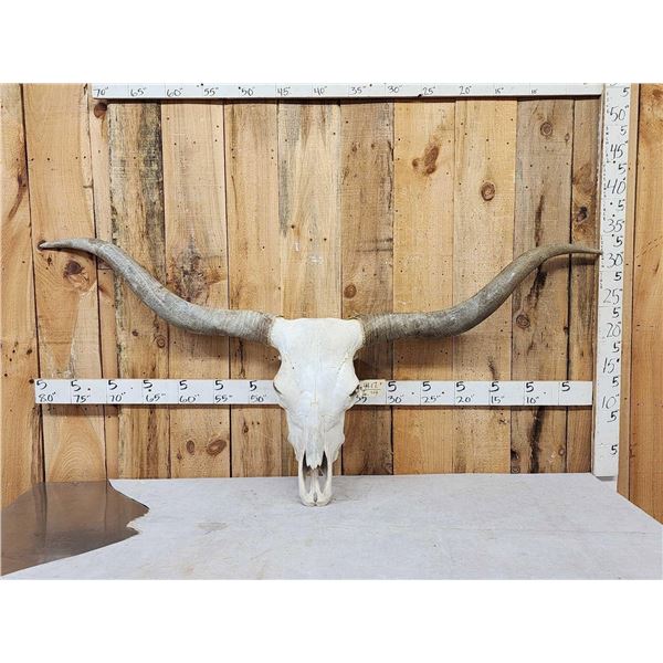 Giant Texas Longhorn Skull Taxidermy