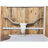 Image 1 : Giant Texas Longhorn Skull Taxidermy