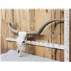Image 2 : Giant Texas Longhorn Skull Taxidermy