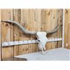 Image 3 : Giant Texas Longhorn Skull Taxidermy