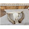 Image 4 : Giant Texas Longhorn Skull Taxidermy