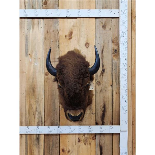 American Bison Buffalo Shoulder Mount Taxidermy