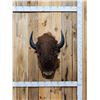 Image 1 : American Bison Buffalo Shoulder Mount Taxidermy