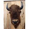 Image 2 : American Bison Buffalo Shoulder Mount Taxidermy