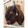 Image 3 : American Bison Buffalo Shoulder Mount Taxidermy