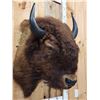 Image 4 : American Bison Buffalo Shoulder Mount Taxidermy