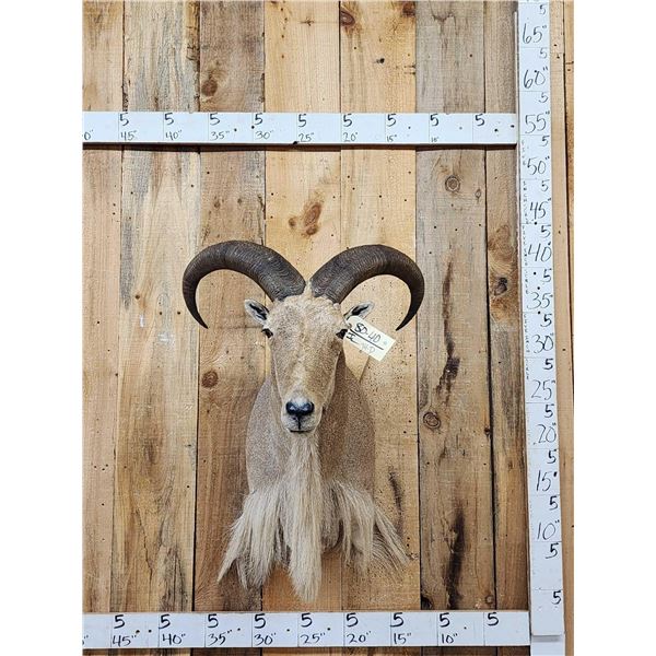 Aoudad Or Barbary Ram Sheep Shoulder Mount Taxidermy