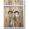 Image 1 : Aoudad Or Barbary Ram Sheep Shoulder Mount Taxidermy