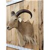 Image 2 : Aoudad Or Barbary Ram Sheep Shoulder Mount Taxidermy