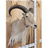 Image 3 : Aoudad Or Barbary Ram Sheep Shoulder Mount Taxidermy