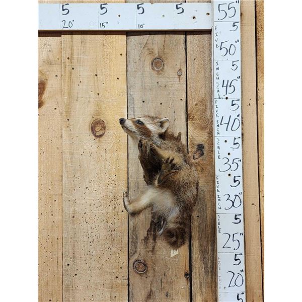 Baby Raccoon Playing On A Branch Full Body Taxidermy Mount