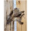 Image 2 : Baby Raccoon Playing On A Branch Full Body Taxidermy Mount