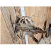 Image 3 : Baby Raccoon Playing On A Branch Full Body Taxidermy Mount