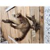 Image 5 : Baby Raccoon Playing On A Branch Full Body Taxidermy Mount
