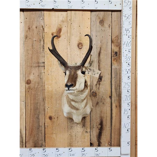 Pronghorn Antelope Shoulder Mount Taxidermy