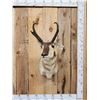 Image 1 : Pronghorn Antelope Shoulder Mount Taxidermy