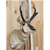 Image 2 : Pronghorn Antelope Shoulder Mount Taxidermy
