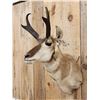 Image 3 : Pronghorn Antelope Shoulder Mount Taxidermy