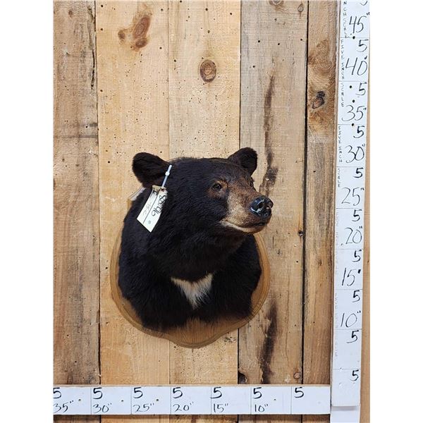 Nice Black Bear Shoulder Mount Taxidermy