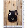 Image 1 : Nice Black Bear Shoulder Mount Taxidermy