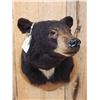 Image 2 : Nice Black Bear Shoulder Mount Taxidermy