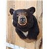 Image 3 : Nice Black Bear Shoulder Mount Taxidermy