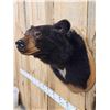 Image 4 : Nice Black Bear Shoulder Mount Taxidermy