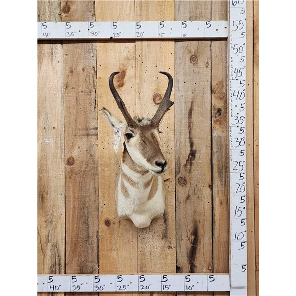 Pronghorn Antelope Shoulder Mount Taxidermy