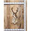 Image 1 : Pronghorn Antelope Shoulder Mount Taxidermy