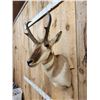 Image 2 : Pronghorn Antelope Shoulder Mount Taxidermy