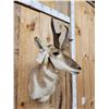 Image 3 : Pronghorn Antelope Shoulder Mount Taxidermy