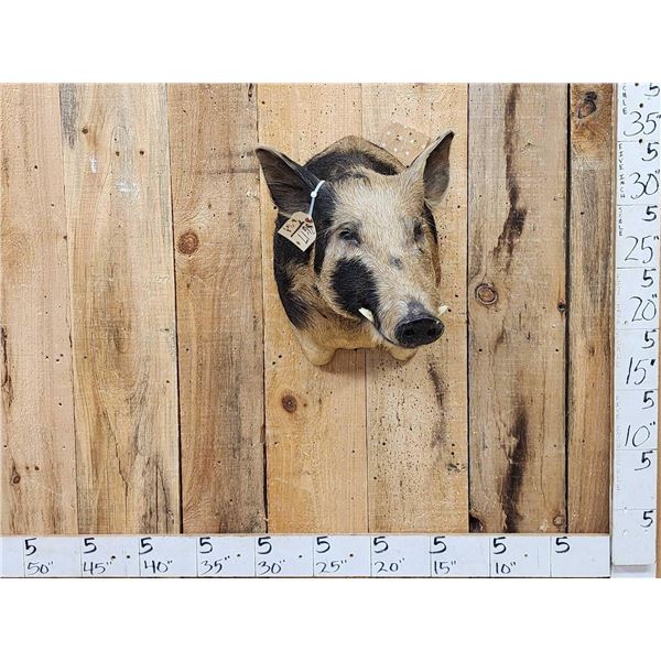 Wild Boar Hog Shoulder Mount Taxidermy