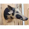 Image 2 : Wild Boar Hog Shoulder Mount Taxidermy