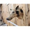Image 3 : Wild Boar Hog Shoulder Mount Taxidermy