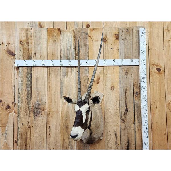 African Gemsbok Shoulder Mount Taxidermy