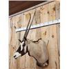 Image 2 : African Gemsbok Shoulder Mount Taxidermy