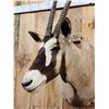Image 3 : African Gemsbok Shoulder Mount Taxidermy