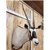 Image 4 : African Gemsbok Shoulder Mount Taxidermy