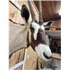 Image 5 : African Gemsbok Shoulder Mount Taxidermy