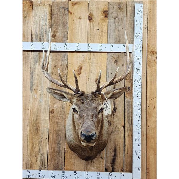 5x5 Elk Shoulder Mount Taxidermy