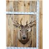 Image 1 : 5x5 Elk Shoulder Mount Taxidermy