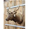 Image 2 : 5x5 Elk Shoulder Mount Taxidermy