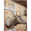 Image 3 : 5x5 Elk Shoulder Mount Taxidermy