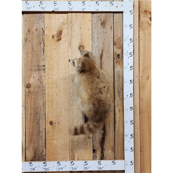 Cinnamon Phase Raccoon Full Body Taxidermy Mount